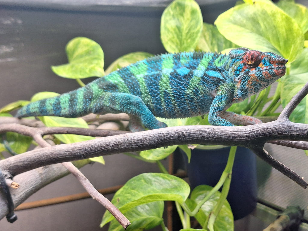 Ambilobe Panther Chameleon Egg - Sire- RICKY