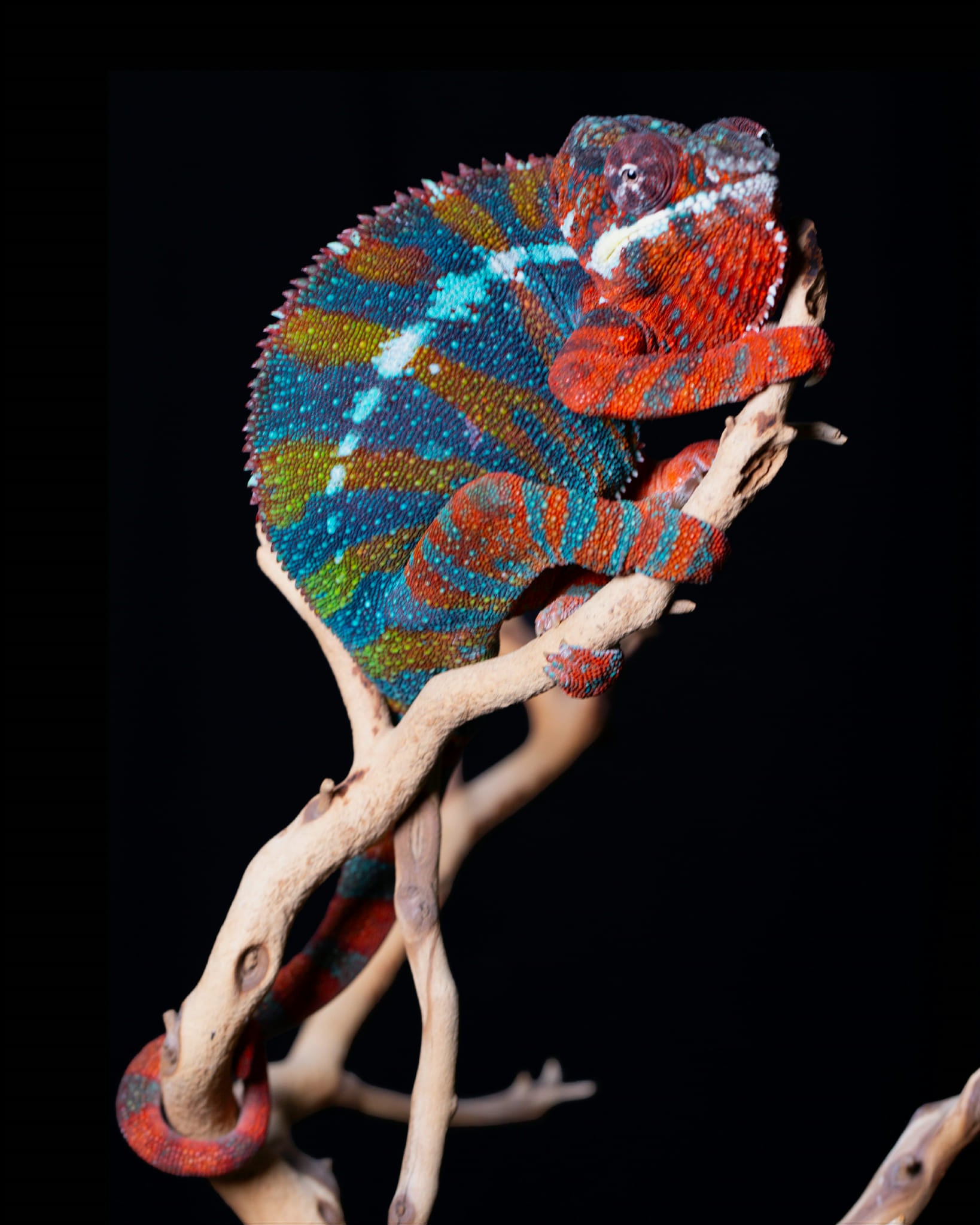 Ambilobe Panther Chameleon EGG - Sire- ROSCO