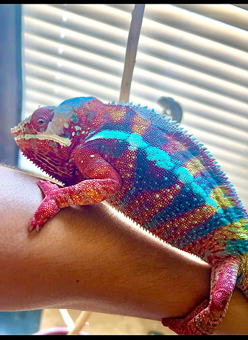 Ambilobe Panther Chameleon EGG - Sire- ROSCO