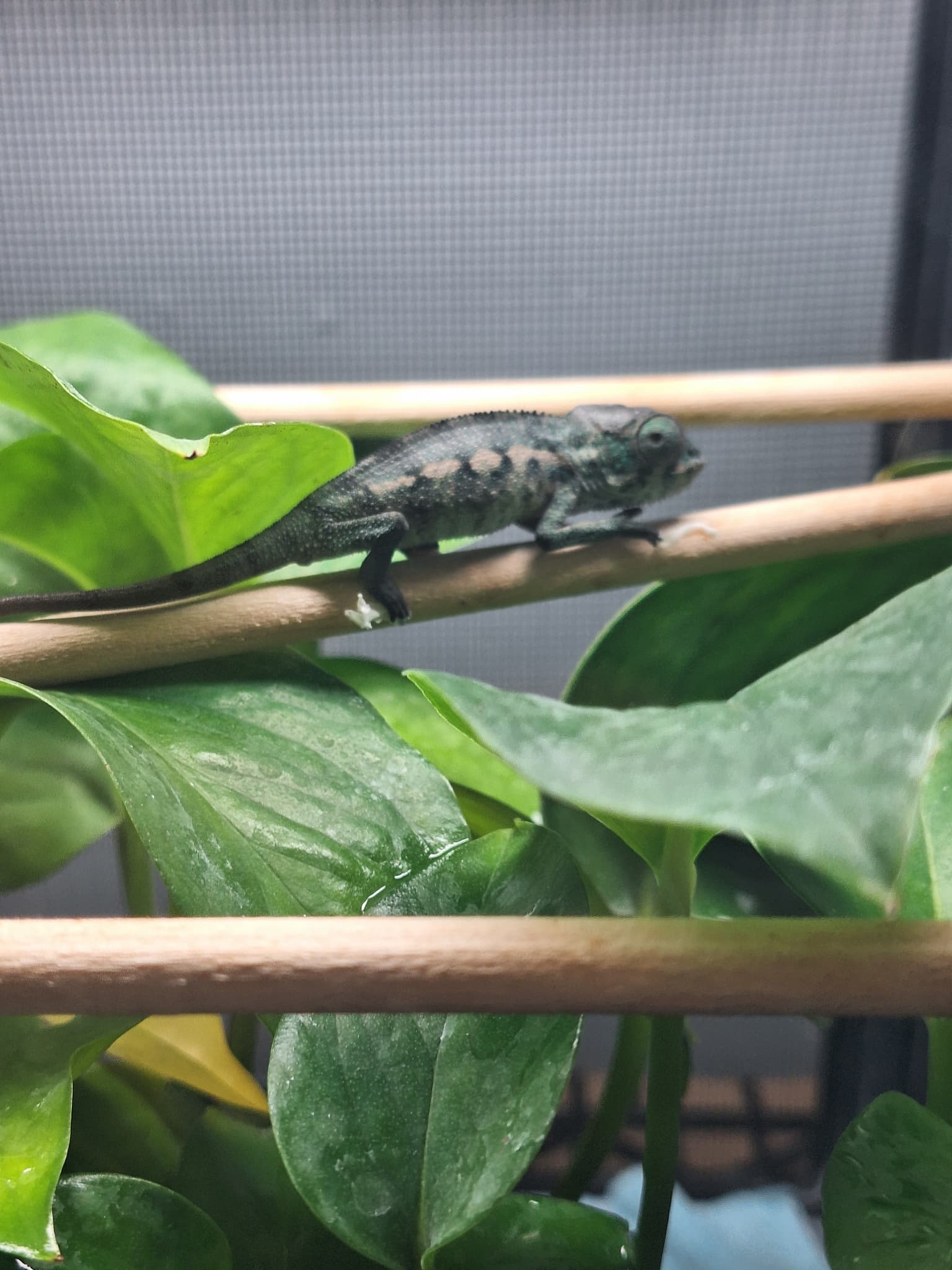 Pre-Order: Male Ambanja Clutch from: BLuMosa x Strawberry Hatched: 09/22-9/26/25 Ready to ship: Nov/Dec 2025