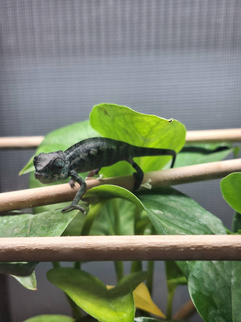 Pre-Order: Male Ambanja Clutch from: BLuMosa x Strawberry Hatched: 09/22-9/26/25 Ready to ship: Nov/Dec 2025