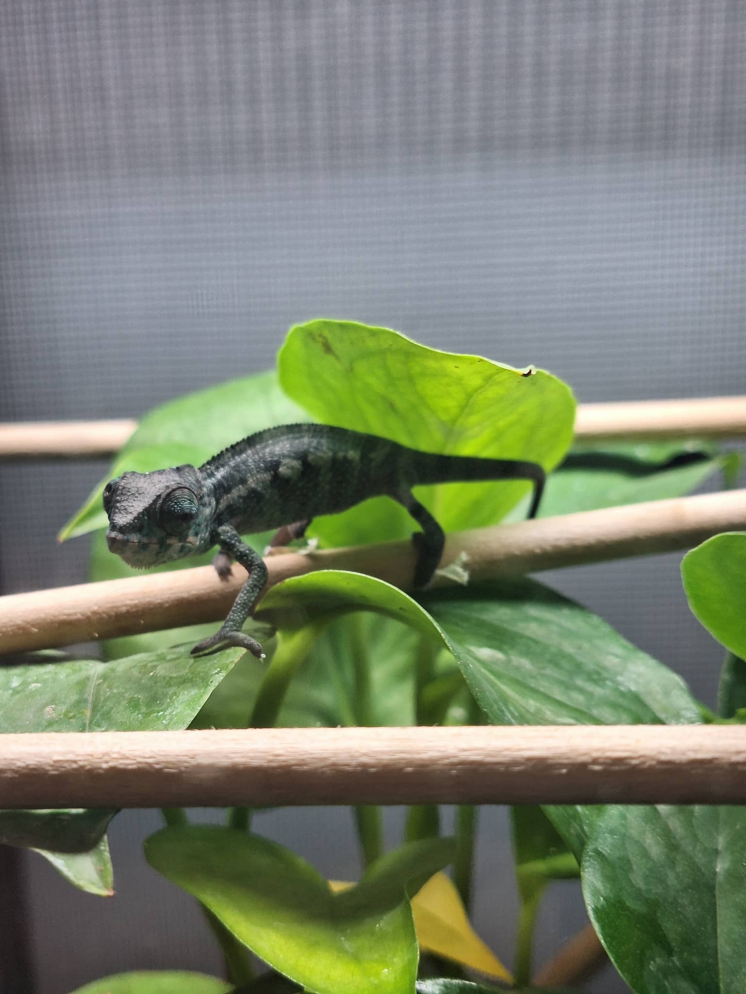 Pre-Order: Male Ambanja Clutch from: BLuMosa x Strawberry Hatched: 09/22-9/26/25 Ready to ship: Nov/Dec 2025