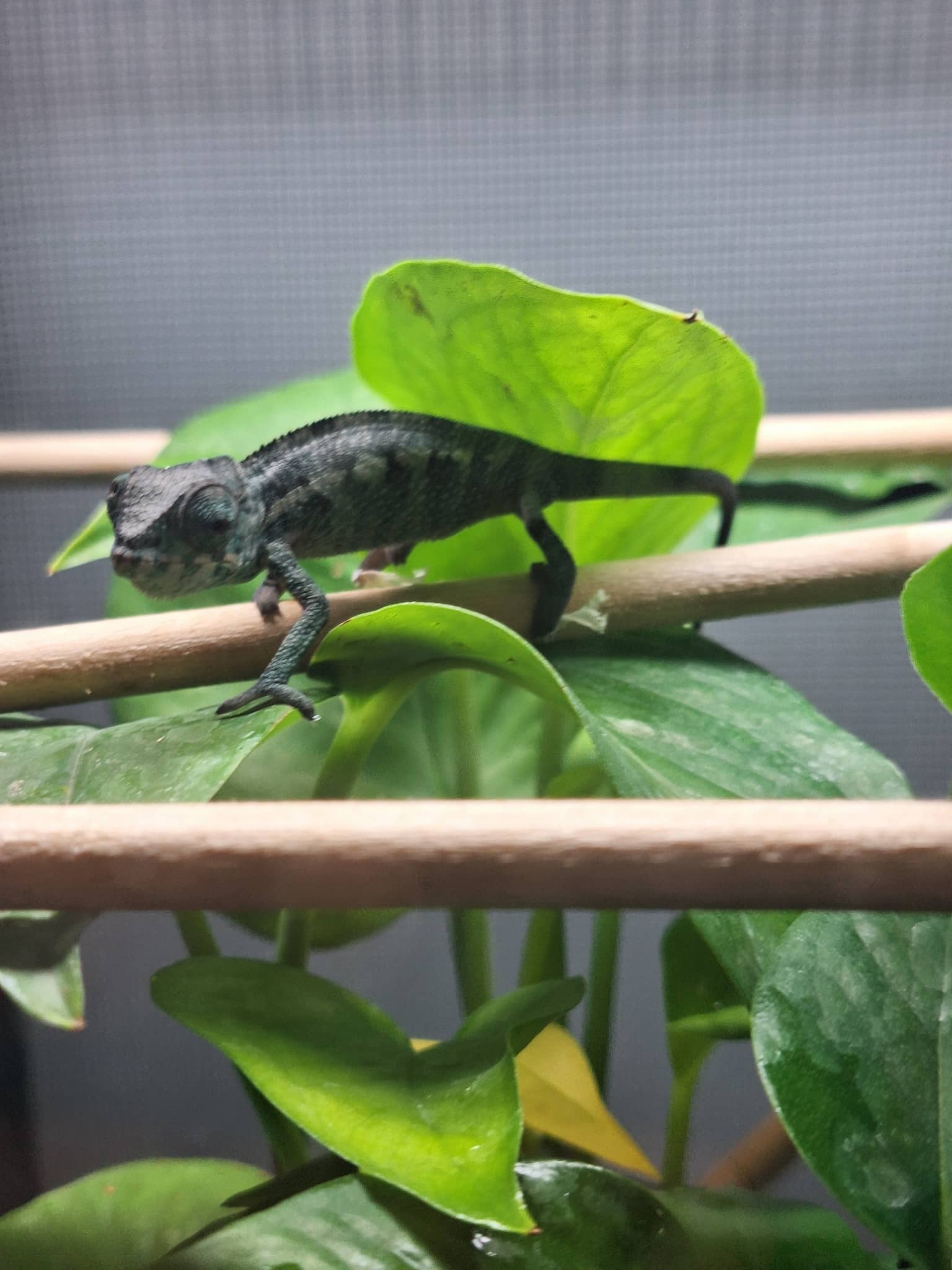 Pre-Order: Male Ambanja Clutch from: BLuMosa x Strawberry Hatched: 09/22-9/26/25 Ready to ship: Nov/Dec 2025