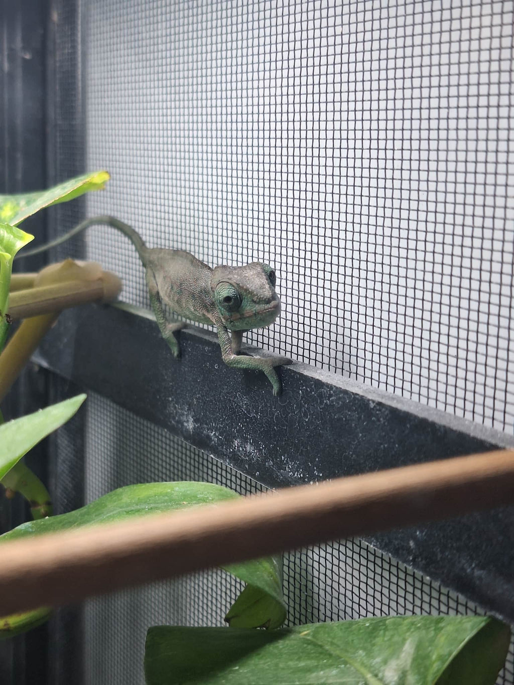 Pre-Order: Male Ambanja Clutch from: BLuMosa x Strawberry Hatched: 09/22-9/26/25 Ready to ship: Nov/Dec 2025