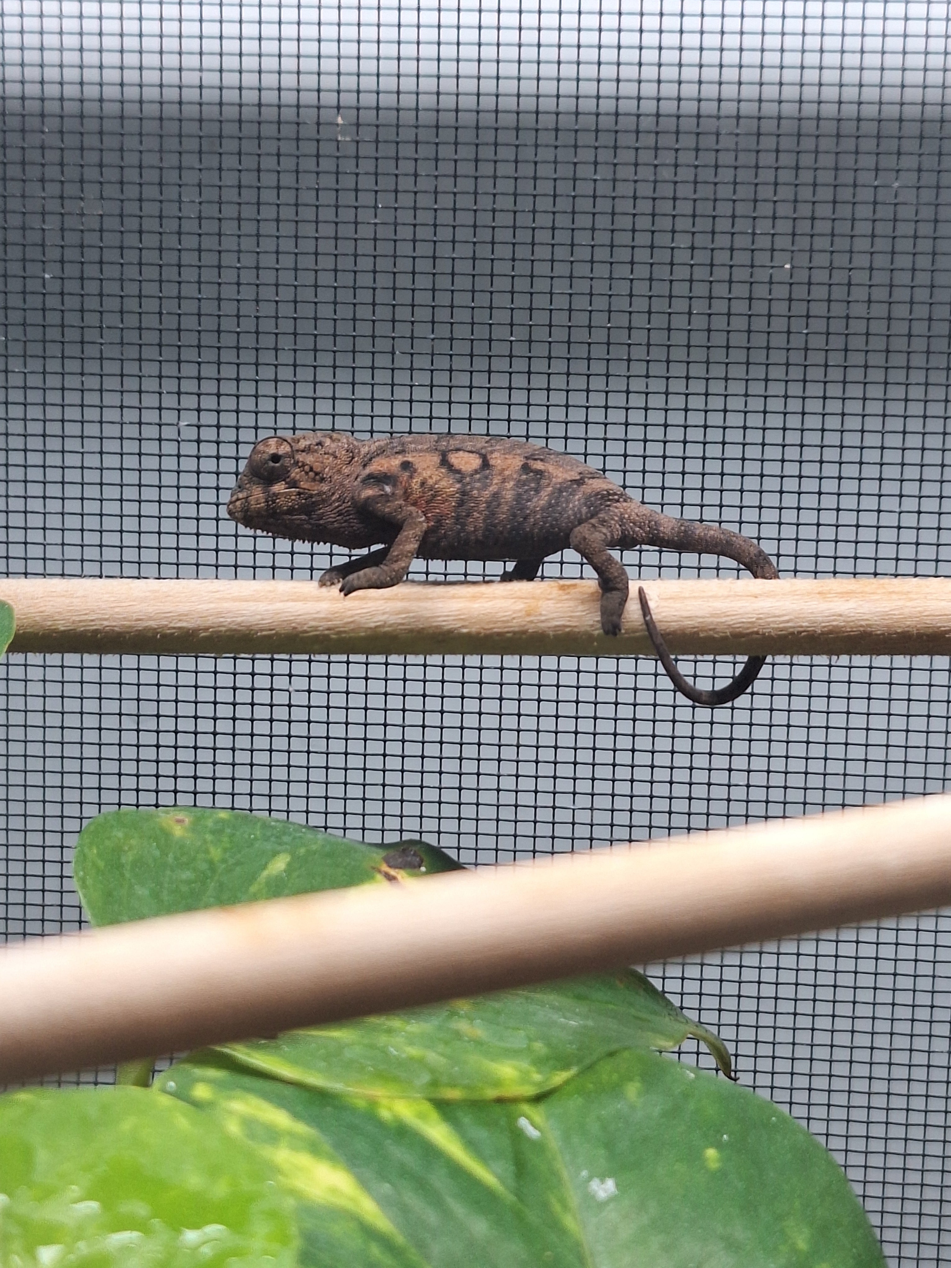 Pre-Order: Female Ambanja Clutch from: BLuMosa x Strawberry Hatched: 09/22-9/26/25 Ready to ship: Nov/Dec 2025