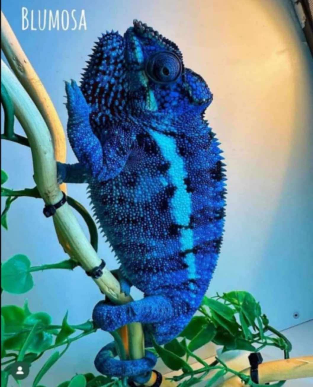 Pre-Order: Female Ambanja Clutch from: BLuMosa x Strawberry Hatched: 09/22-9/26/25 Ready to ship: Nov/Dec 2025