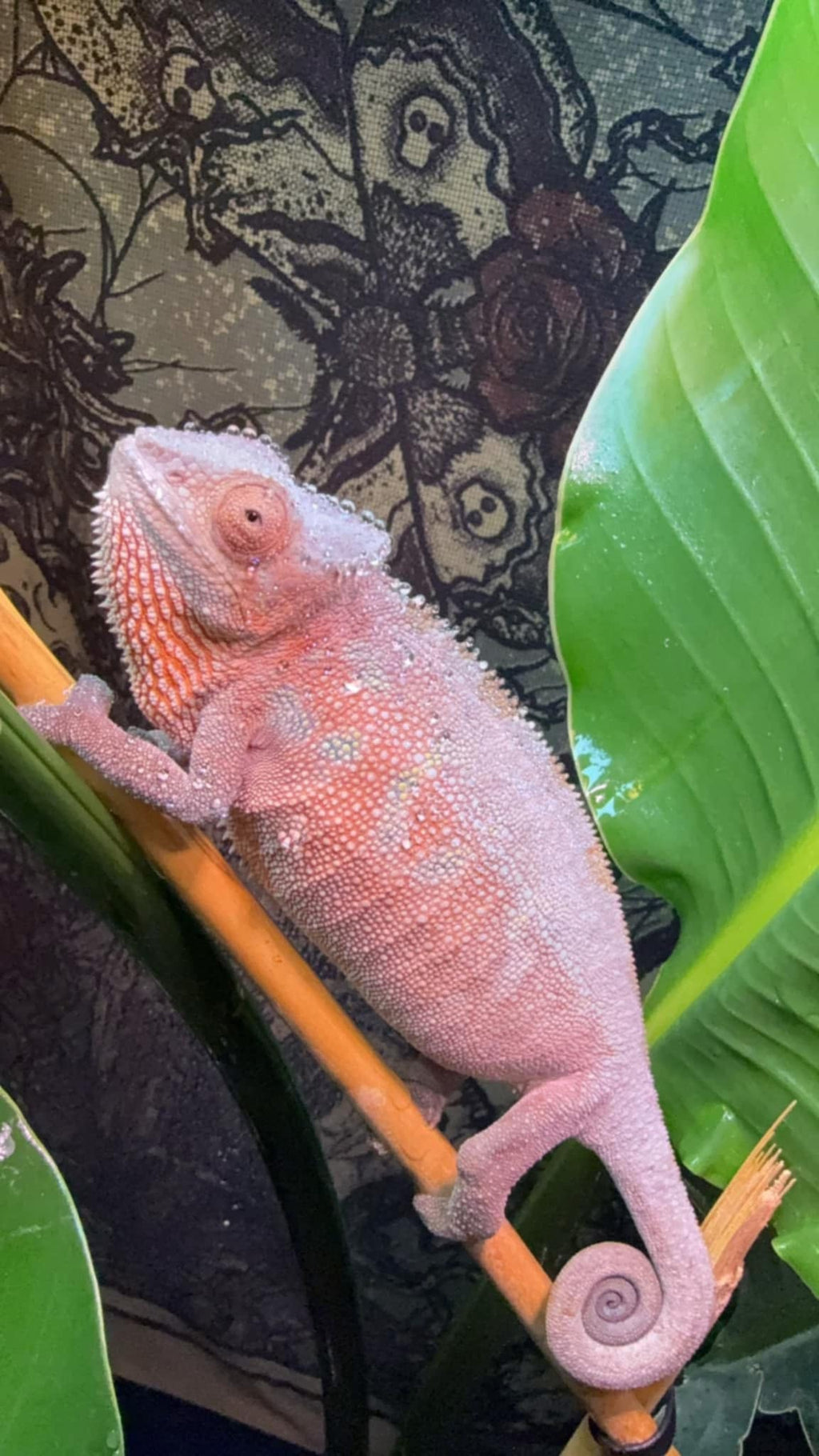 Pre-Order: Female Ambanja Clutch from: BLuMosa x Strawberry Hatched: 09/22-9/26/25 Ready to ship: Nov/Dec 2025