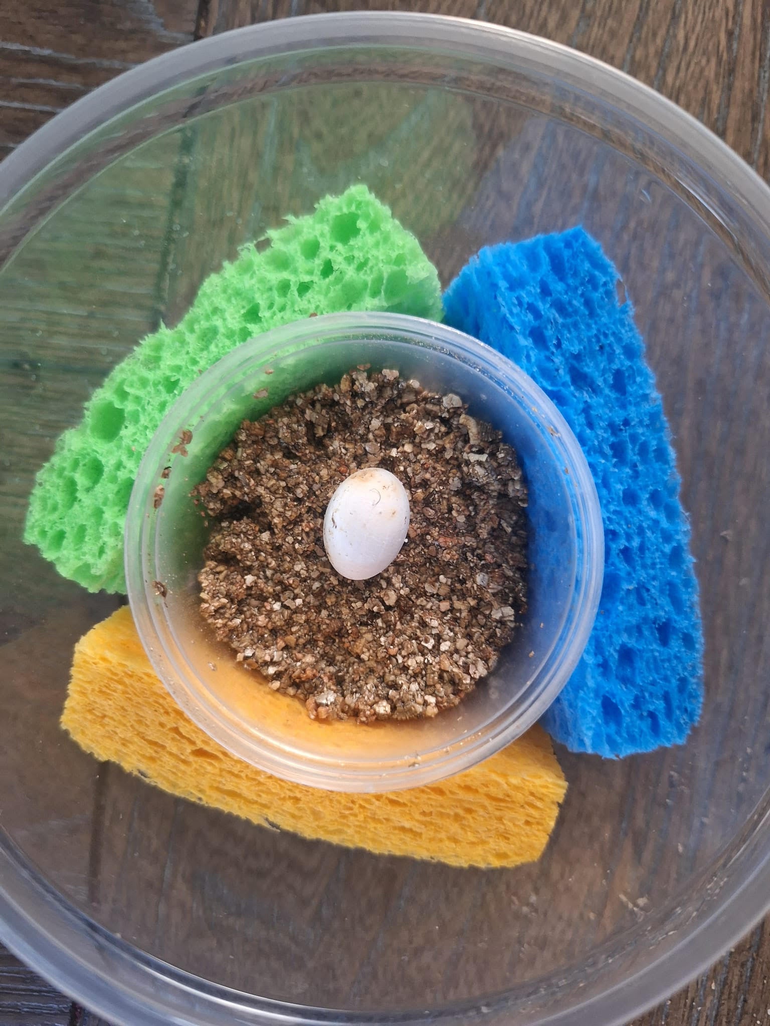 Ambilobe Panther Chameleon EGG - Sire- ROSCO