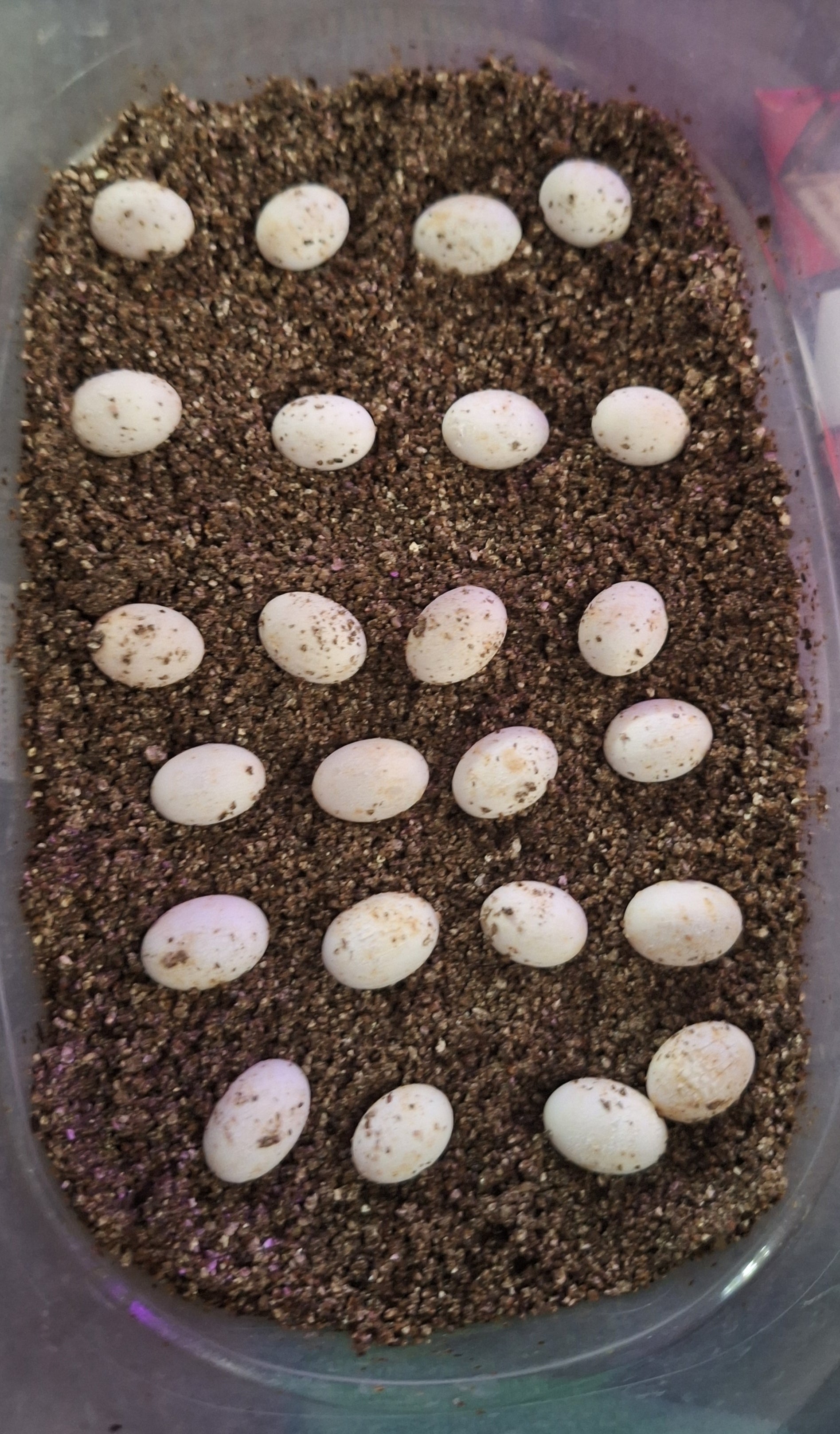 Ambilobe Panther Chameleon Egg - Sire- RICKY