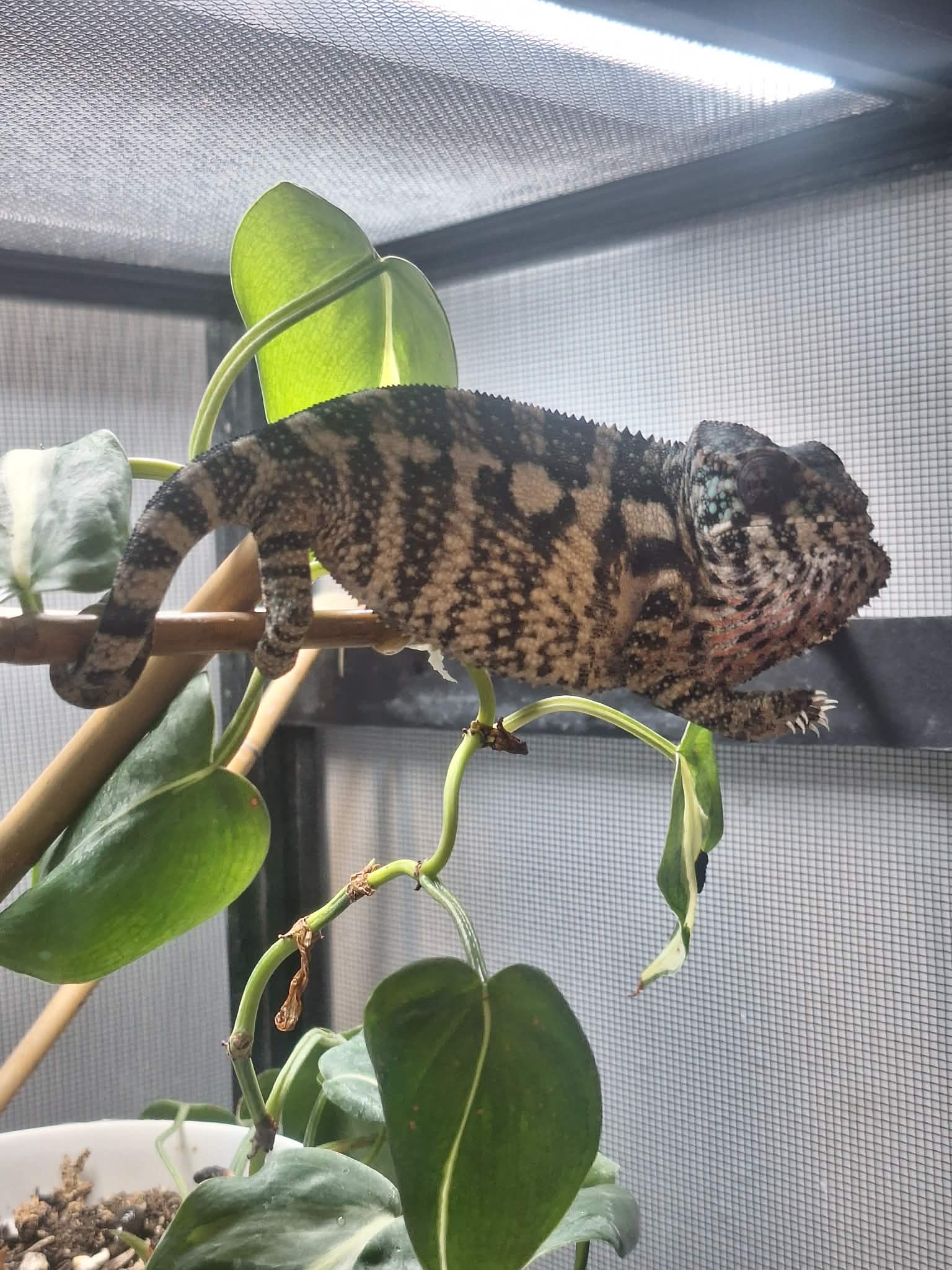 Female Ambanja Clutch from: BLuMosa x Strawberry Hatched: 09/22-9/26/25 Ready to ship: Nov/Dec 2025