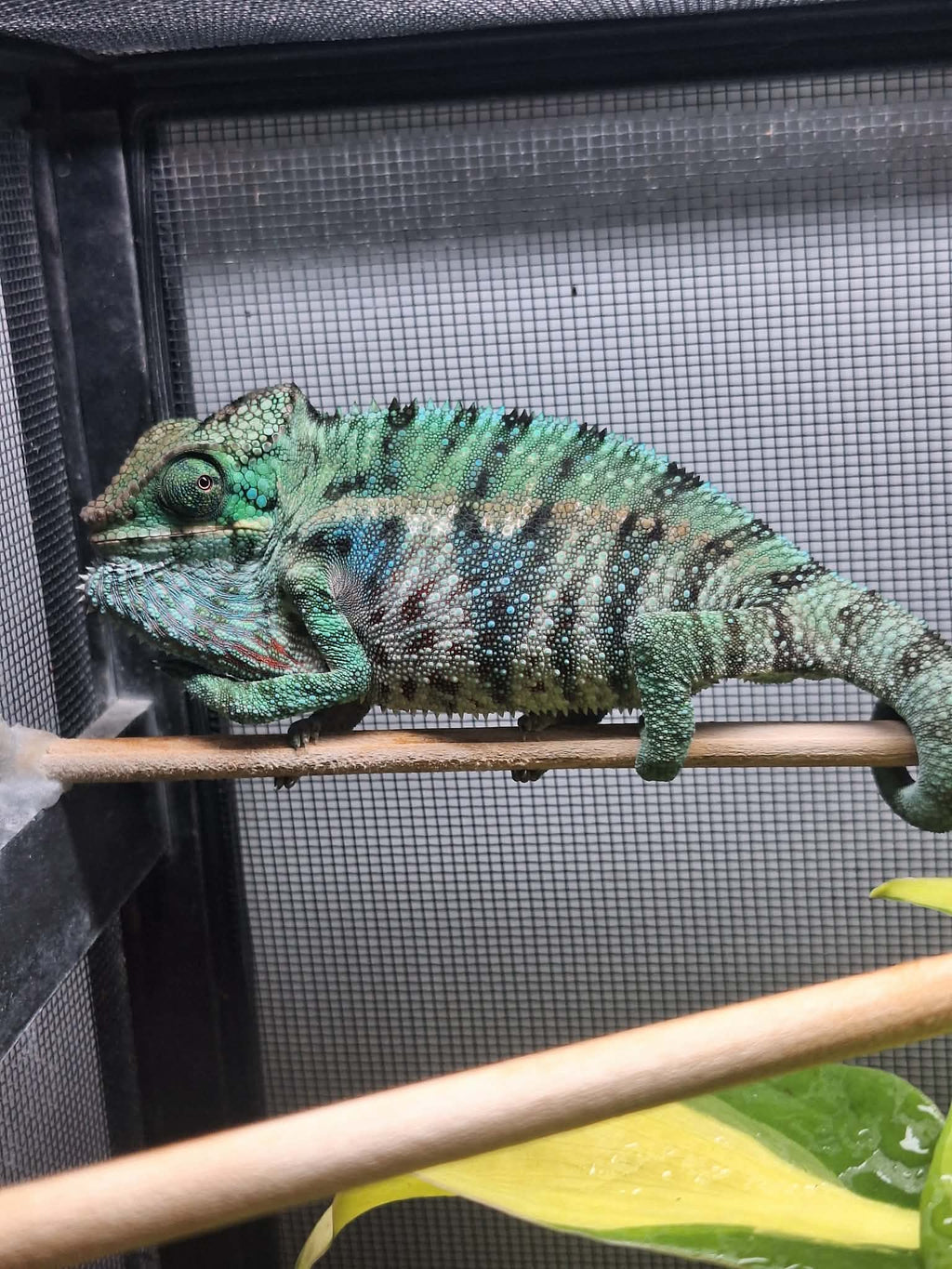 Male - Ambanja Clutch from: BLuMosa x Strawberry Hatched: 09/22-9/26/25 Ready to ship: Nov/Dec 2025