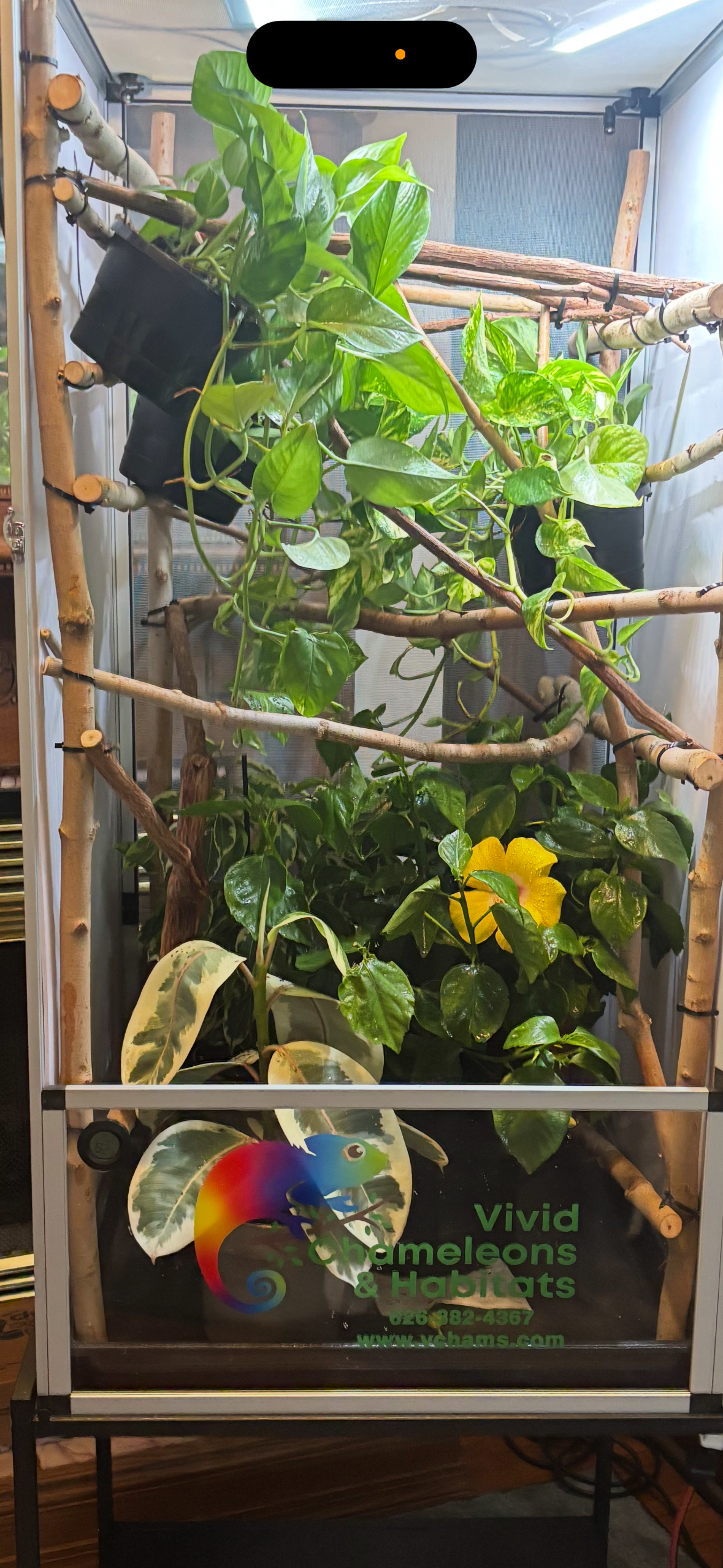 Size 16: 16"x16"x24" Deluxe All-In-One Automated Chameleon Kit