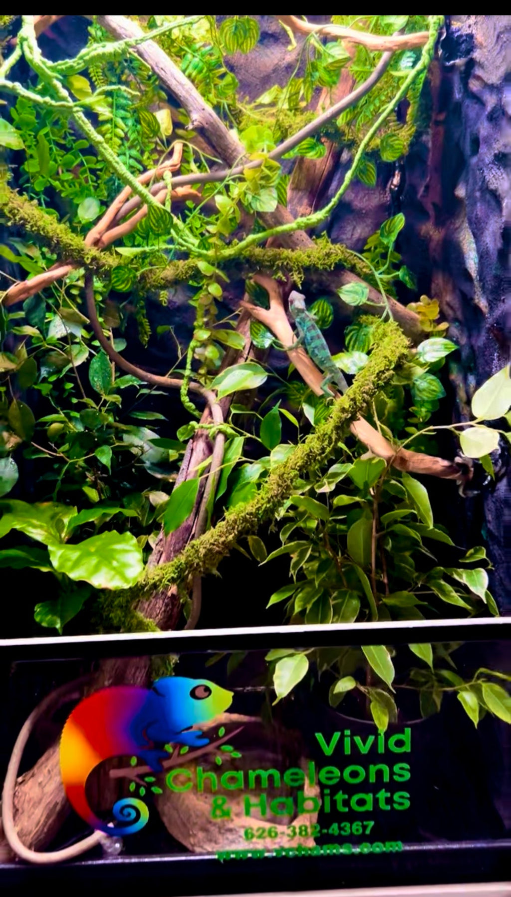 Size 16: 16"x16"x24" Deluxe All-In-One Automated Chameleon Kit